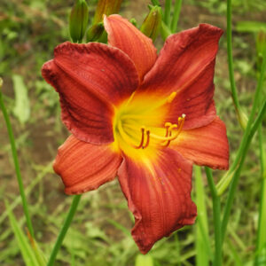 OLALLIE NEGANS RED SCARF (1-11)