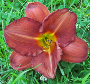 OLALLIE ZOE JOSEPHINE (2-07)