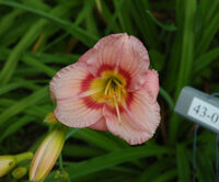 OLALLIE NORA CASHIN'S GRANDCHILD (43-07)