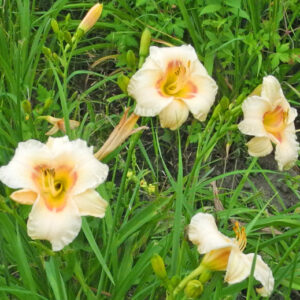 OLALLIE BIBI BELOVED (49-07)