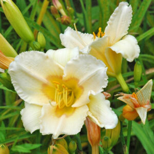 OLALLIE DEANNA ALEXANDER (56-07)