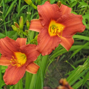 OLALLIE JODI'S SMILE (39-11)