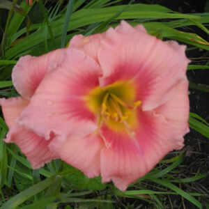 OLALLIE ALLURA (29-09)