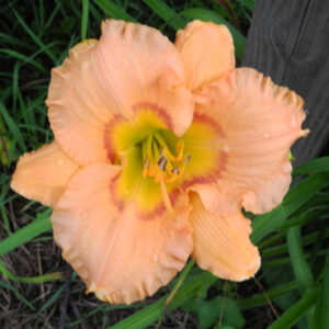 OLALLIE NICOLE (33-09)