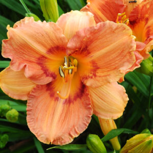 OLALLIE DIANE MARIE(39-09)