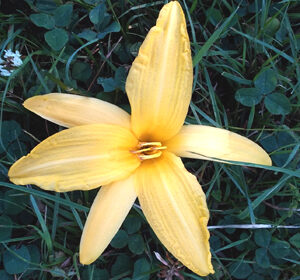 OLALLIE ISSALEE (5-11)