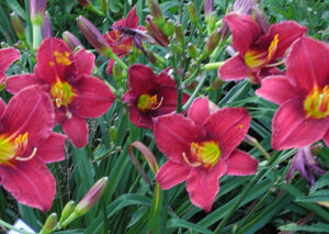 OLALLIE ESTHER FULL OF GRACE (06-12)