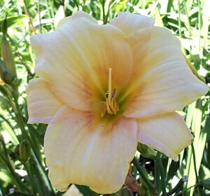 OLALLIE BEATRICE LUCIA (8-34-2014)