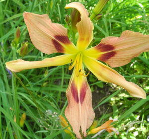 OLALLIE BEAUTIFUL AS MY DIANE (14-09)