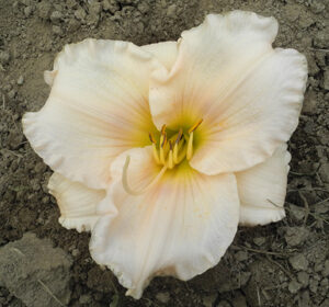 OLALLIE LAURIE ARDEN (25-34-2014)