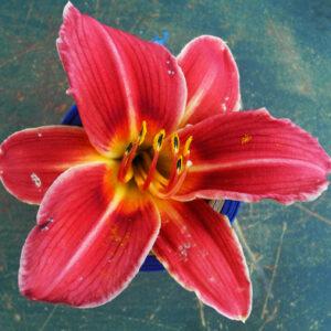 OLALLIE CRIMSON CLASH (14-34)