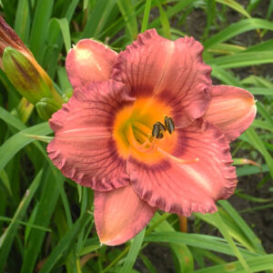 OLALLIE PATRICIA ROSE (05-12)