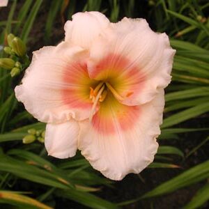 FAIRY'S PETTICOAT