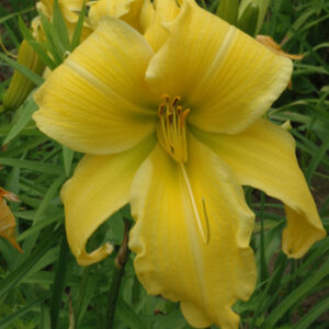 HUGE YELLOW (VT)