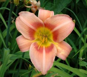 MISS JULIE (VT)