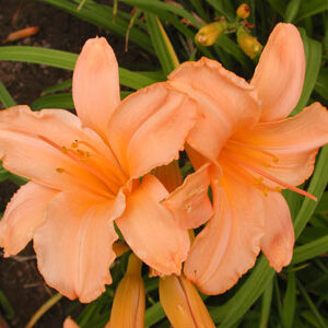 OLALLIE PATRICIA