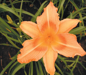 OLALLIE STAR
