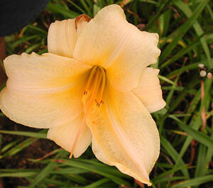 OLALLIE YELLOW BIRD