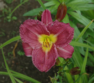 PHOENICIAN RUFFLES
