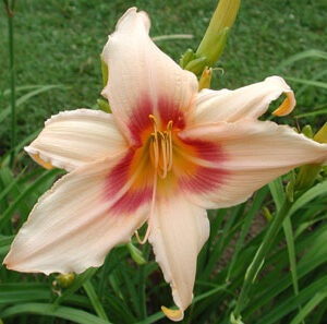 PRAIRIE CHARMER
