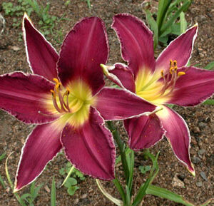 REAL PURPLE STAR