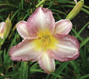 RUFFLED TOUCH OF PURPLE (VT)