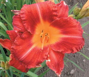 SPIKEY RED (VT)
