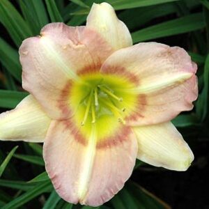 TIARA OF PEARL (VT)