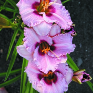 SILOAM MERLE KENT