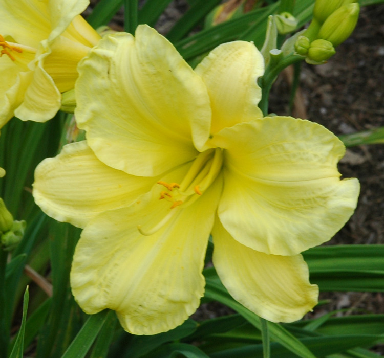 FLOWERS OF SULPHUR