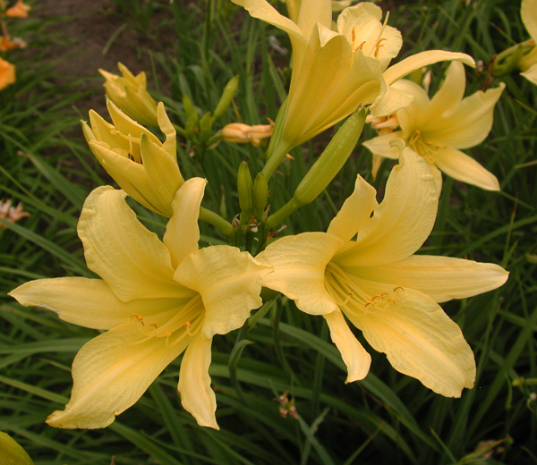 HYPERION