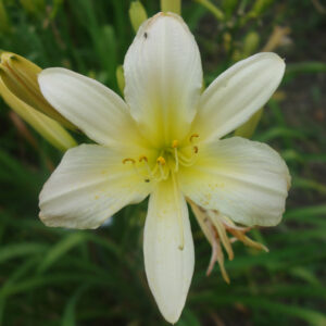 OLALLIE JACK'S NEXT FILM (LY-8-17-19-13) (VT)