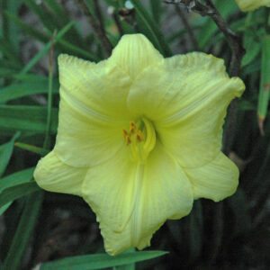 LITTLE LEMON ZIP