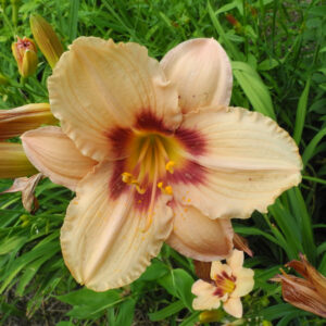 OLALLIE CAROL JEAN (3-6-25-2015)
