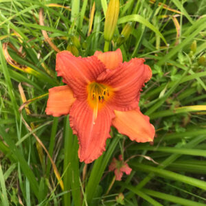 OLALLIE DIANA'S DREAM