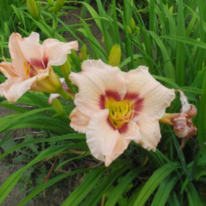 OLALLIE NINA KATHERINE (25-07)