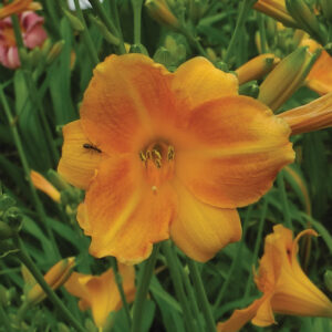 OLALLIE BENNETT (38-09)