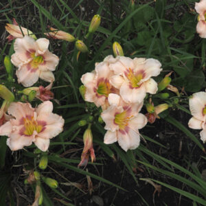 OLALLIE KURT'S OPHELIA (57-07)