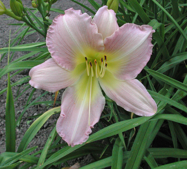 OLALLIE LAVENDER