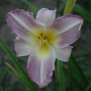 OLALLIE LIGHT HEARTED