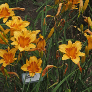 OLALLIE MY JOHN (42-11)