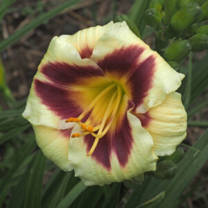 OLALLIE SARA'S DELIGHT (11-12)