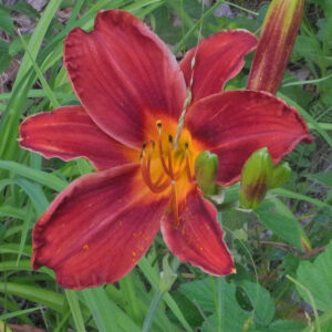 OLALLIE STAR OF NOELLE (143-21)