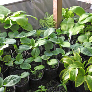 Hostas