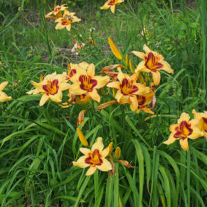 RUBY STAR (VT)