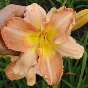RUFFLED PANTALOONS