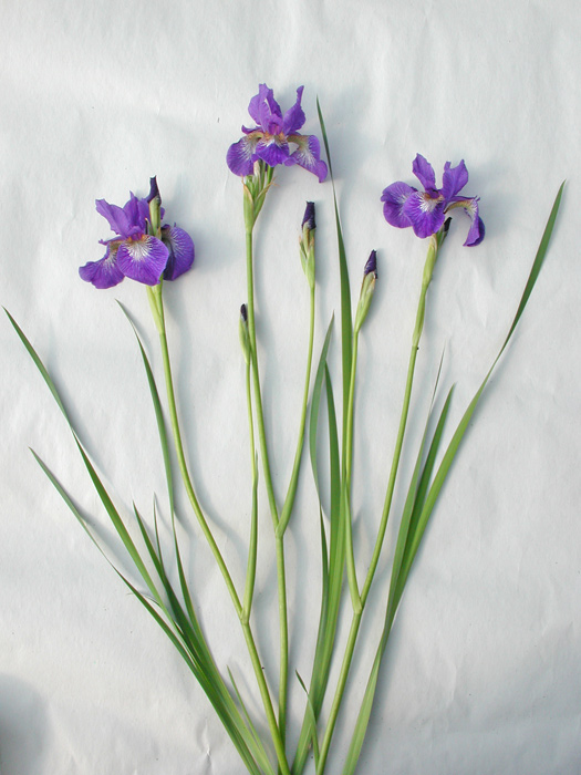 Iris siberica S-4-6-02 (VT)