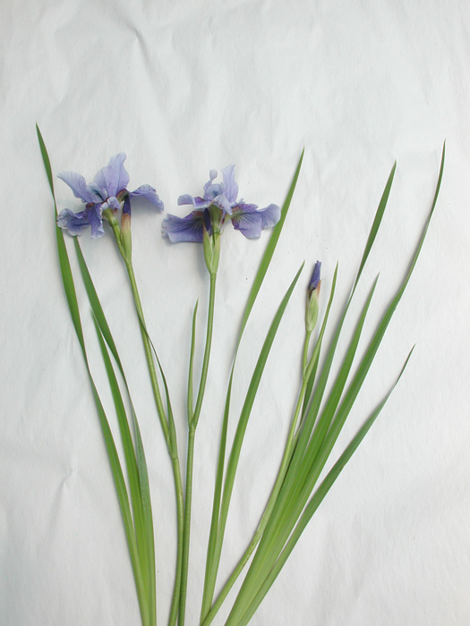 Iris siberica SUPER EGO