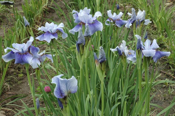 Iris siberica SUPER EGO
