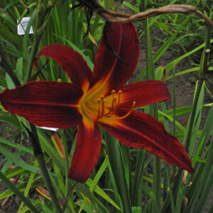 TALL RED